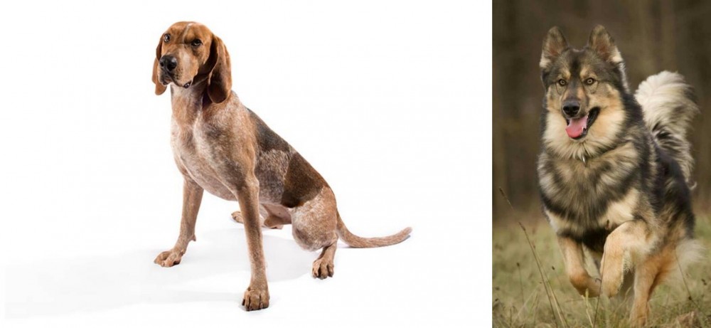 Native American Indian Dog vs English Coonhound - Breed Comparison