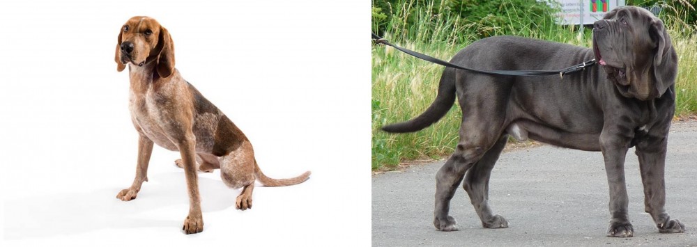 Neapolitan Mastiff vs English Coonhound - Breed Comparison