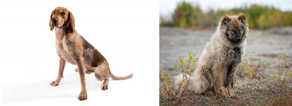 Nenets Herding Laika vs English Coonhound - Breed Comparison