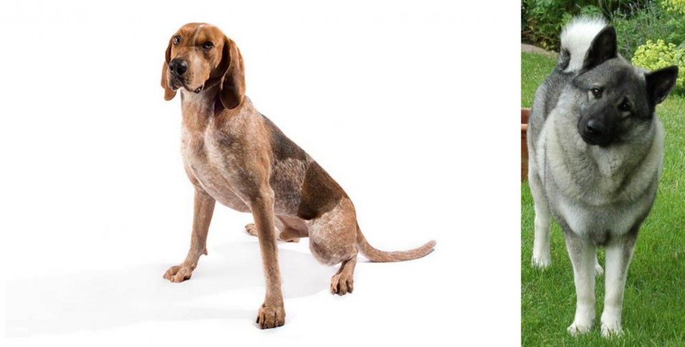 Norwegian Elkhound vs English Coonhound - Breed Comparison
