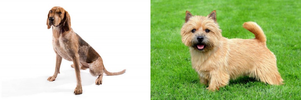 Nova Scotia Duck-Tolling Retriever vs English Coonhound - Breed Comparison