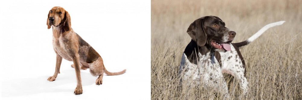Old Danish Pointer vs English Coonhound - Breed Comparison
