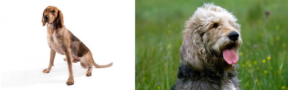Otterhound vs English Coonhound - Breed Comparison