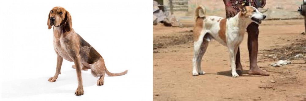 Pandikona vs English Coonhound - Breed Comparison