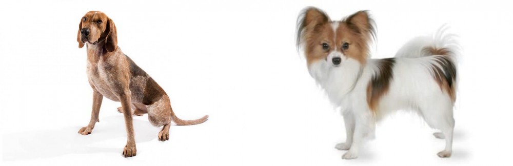 Papillon vs English Coonhound - Breed Comparison