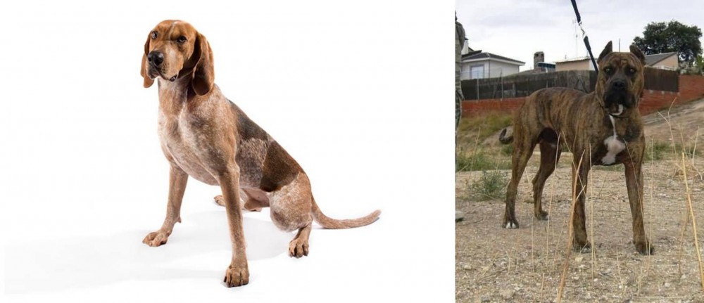 Perro de Toro vs English Coonhound - Breed Comparison