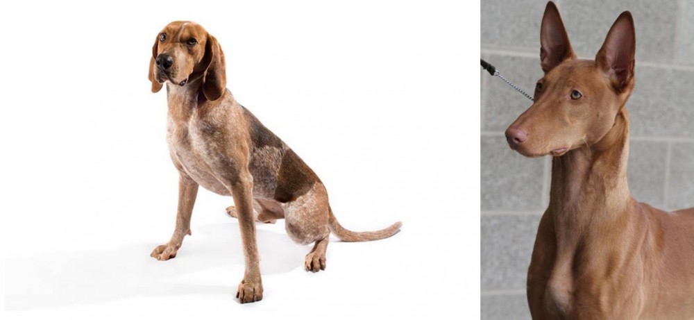 Pharaoh Hound vs English Coonhound - Breed Comparison