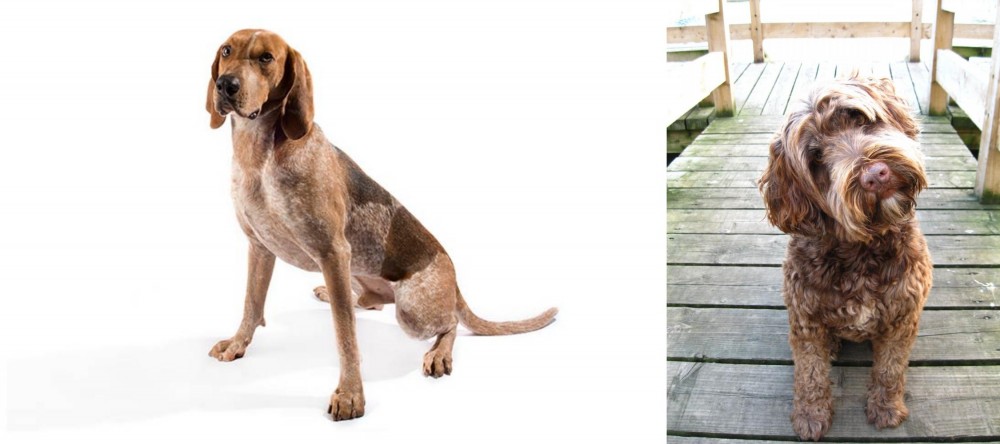 Portuguese Water Dog vs English Coonhound - Breed Comparison