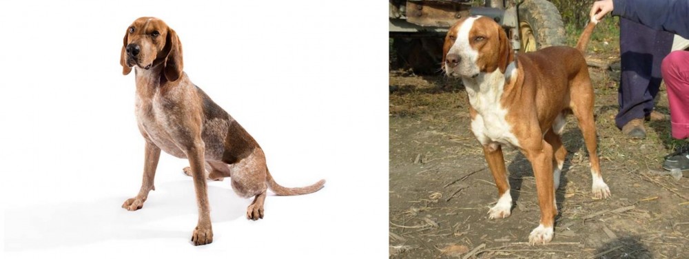 Posavac Hound vs English Coonhound - Breed Comparison