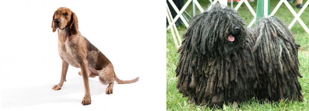 Puli vs English Coonhound - Breed Comparison