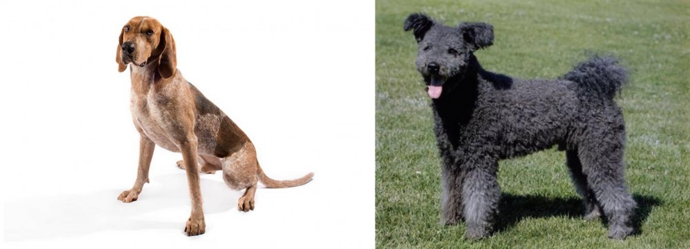 Pumi vs English Coonhound - Breed Comparison