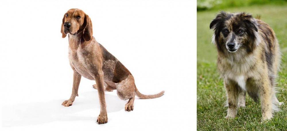 Pyrenean Shepherd vs English Coonhound - Breed Comparison