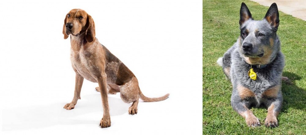Queensland Heeler vs English Coonhound - Breed Comparison