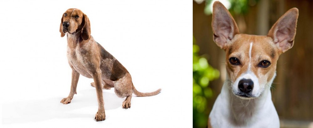 Rat Terrier vs English Coonhound - Breed Comparison