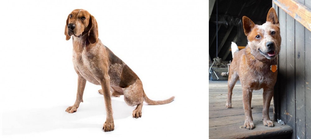 Red Heeler vs English Coonhound - Breed Comparison
