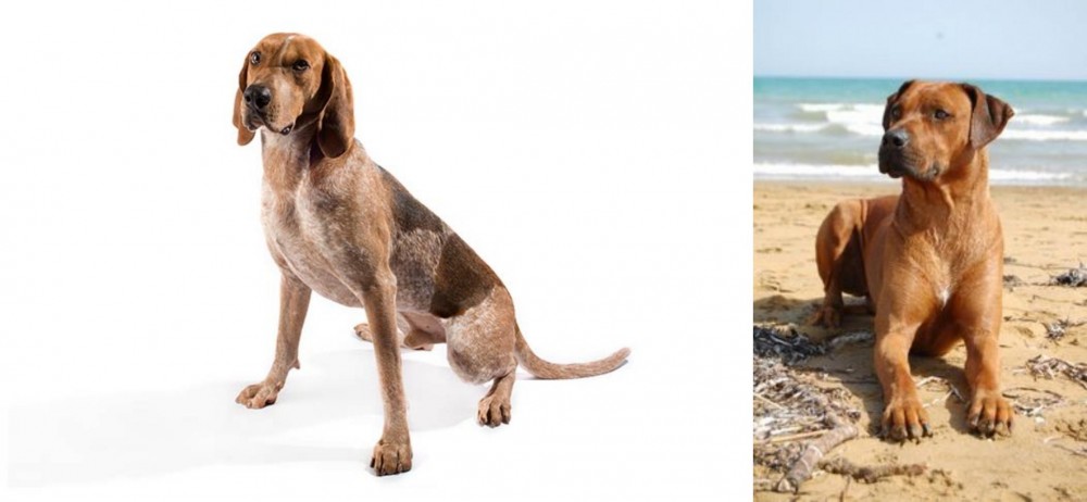 Rhodesian Ridgeback vs English Coonhound - Breed Comparison