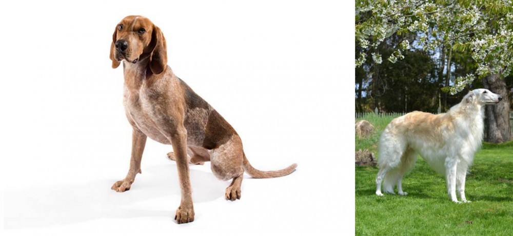Russian Hound vs English Coonhound - Breed Comparison