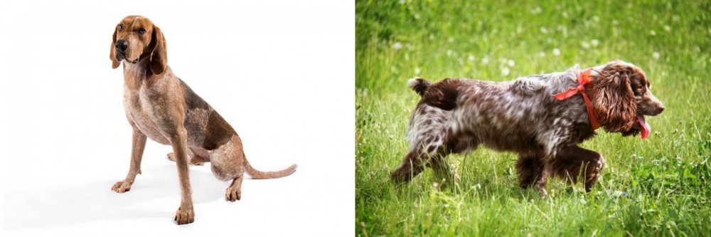 Russian Spaniel vs English Coonhound - Breed Comparison