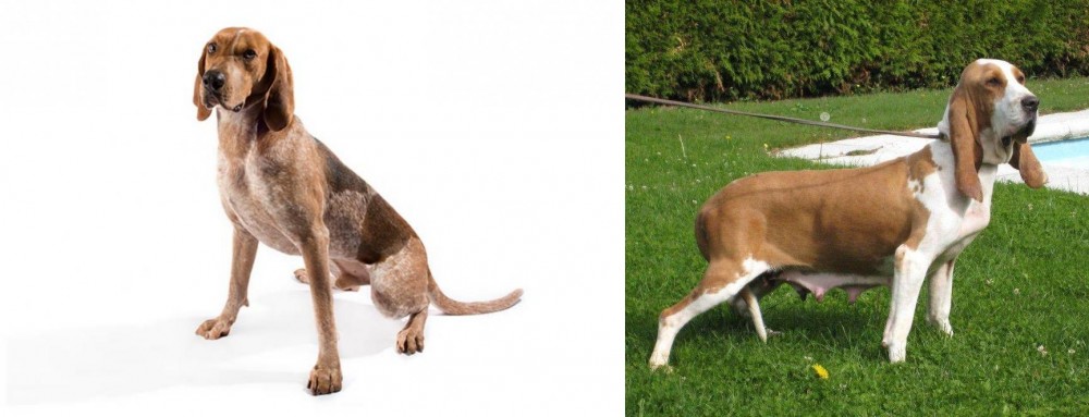 Sabueso Espanol vs English Coonhound - Breed Comparison