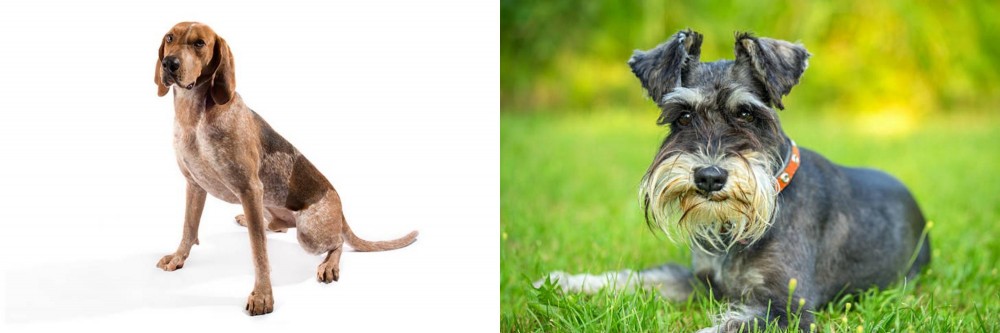 Schnauzer vs English Coonhound - Breed Comparison