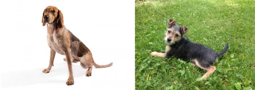 Schnorkie vs English Coonhound - Breed Comparison