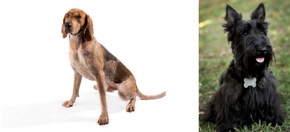 Scoland Terrier vs English Coonhound - Breed Comparison