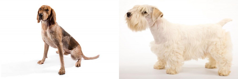 Sealyham Terrier vs English Coonhound - Breed Comparison
