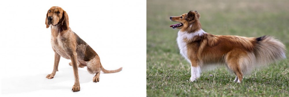 Shetland Sheepdog vs English Coonhound - Breed Comparison