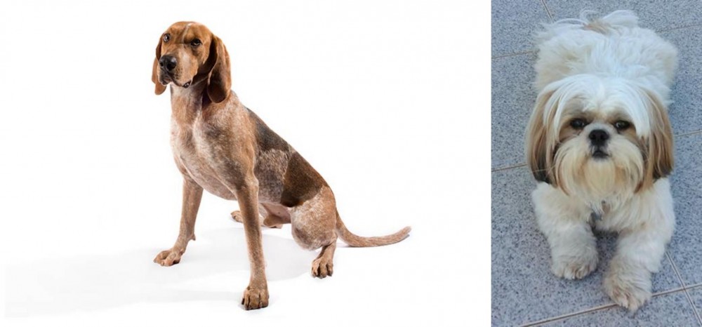 Shih Tzu vs English Coonhound - Breed Comparison