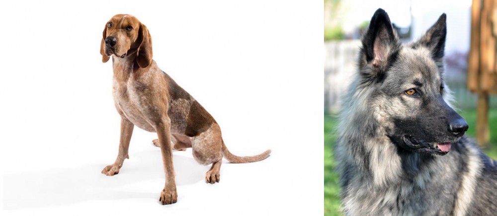 Shiloh Shepherd vs English Coonhound - Breed Comparison