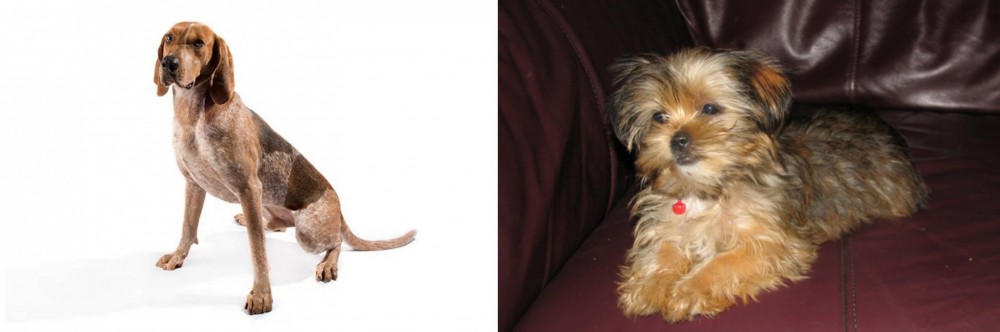 Shorkie vs English Coonhound - Breed Comparison