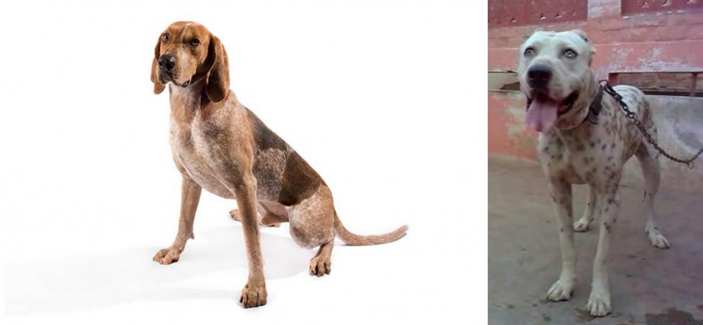 Sindh Mastiff vs English Coonhound - Breed Comparison