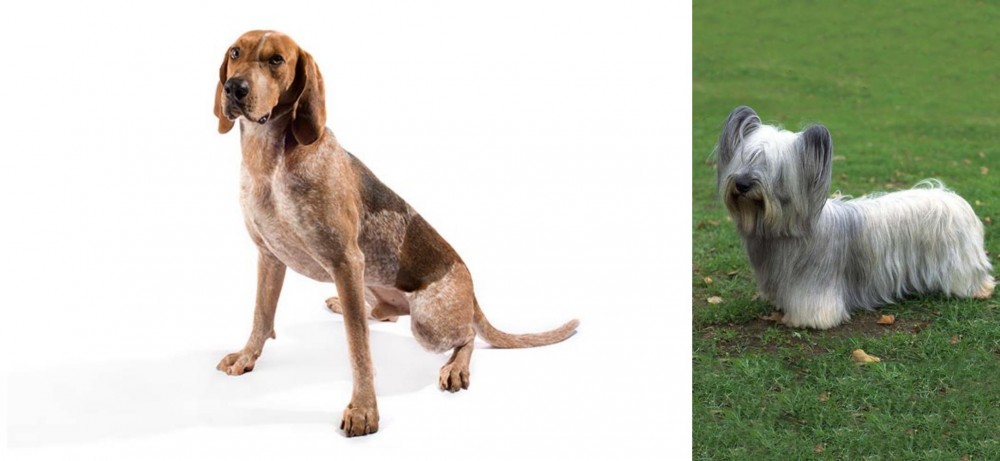 Skye Terrier vs English Coonhound - Breed Comparison