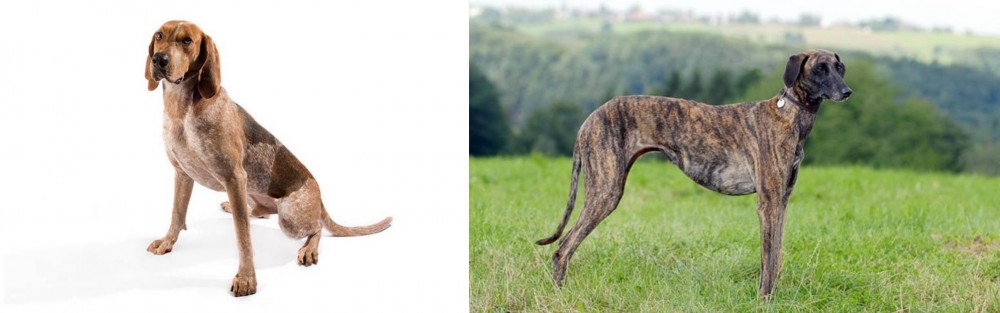 Sloughi vs English Coonhound - Breed Comparison