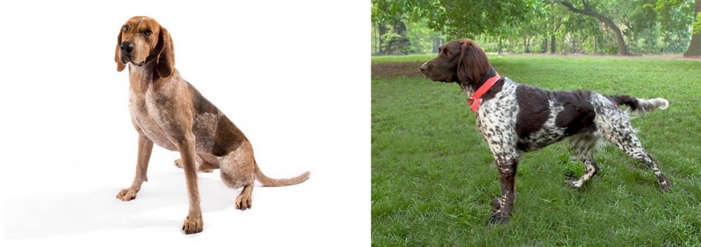 Small Munsterlander vs English Coonhound - Breed Comparison