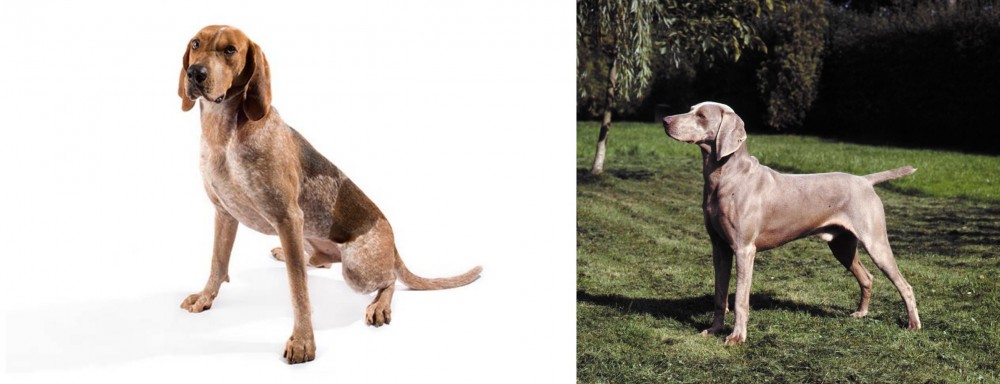 Smooth Haired Weimaraner vs English Coonhound - Breed Comparison