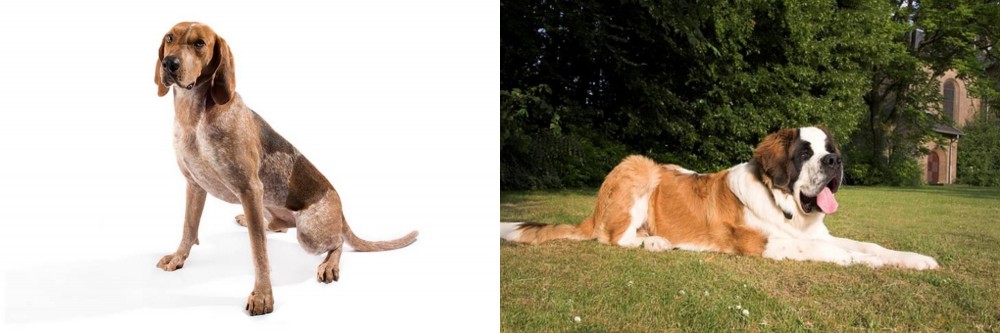 St. Bernard vs English Coonhound - Breed Comparison