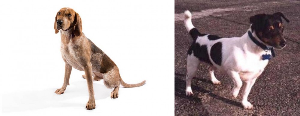Teddy Roosevelt Terrier vs English Coonhound - Breed Comparison