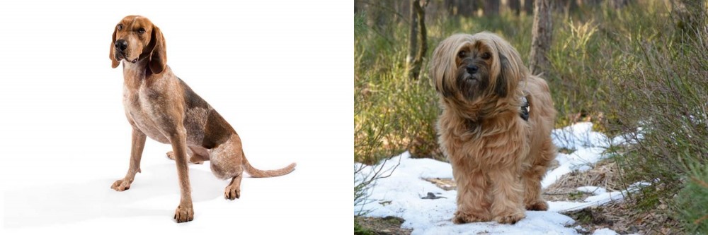 Tibetan Terrier vs English Coonhound - Breed Comparison