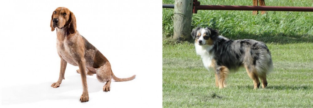 Toy Australian Shepherd vs English Coonhound - Breed Comparison