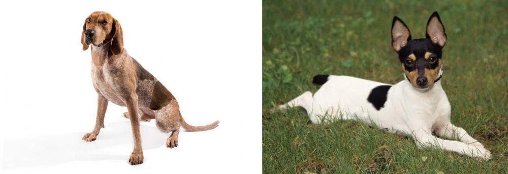 Toy Fox Terrier vs English Coonhound - Breed Comparison