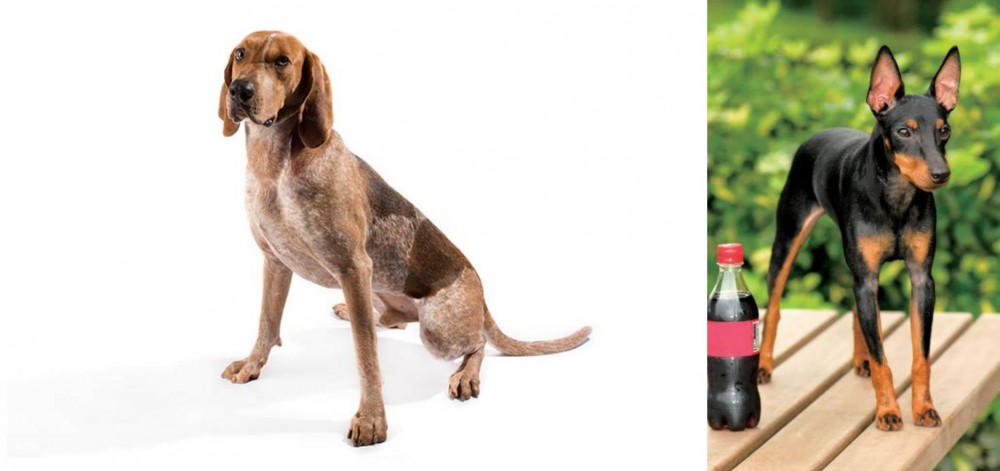 Toy Manchester Terrier vs English Coonhound - Breed Comparison