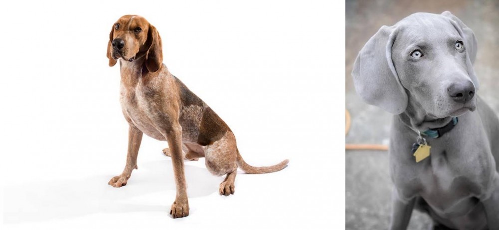 Weimaraner vs English Coonhound - Breed Comparison