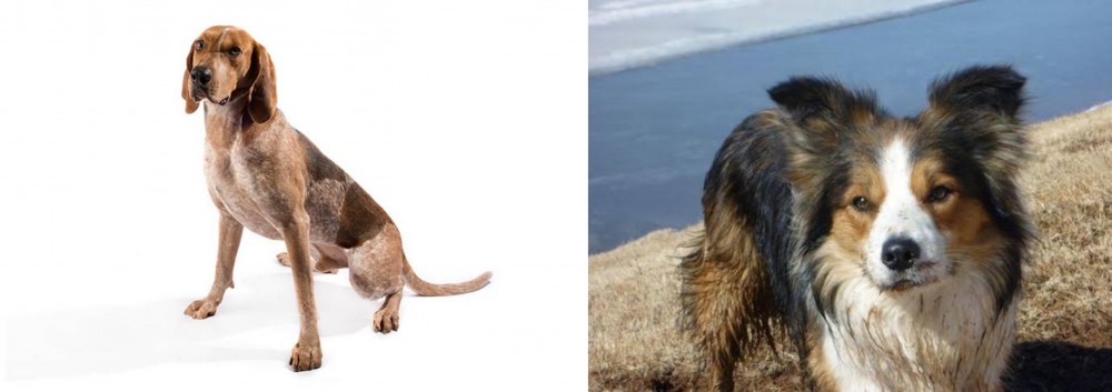 Welsh Sheepdog vs English Coonhound - Breed Comparison