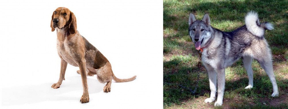 West Siberian Laika vs English Coonhound - Breed Comparison