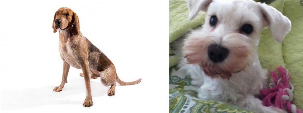 White Schnauzer vs English Coonhound - Breed Comparison