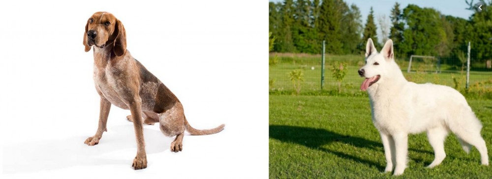 White Shepherd vs English Coonhound - Breed Comparison