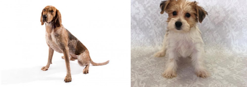 Yochon vs English Coonhound - Breed Comparison