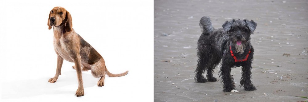 YorkiePoo vs English Coonhound - Breed Comparison