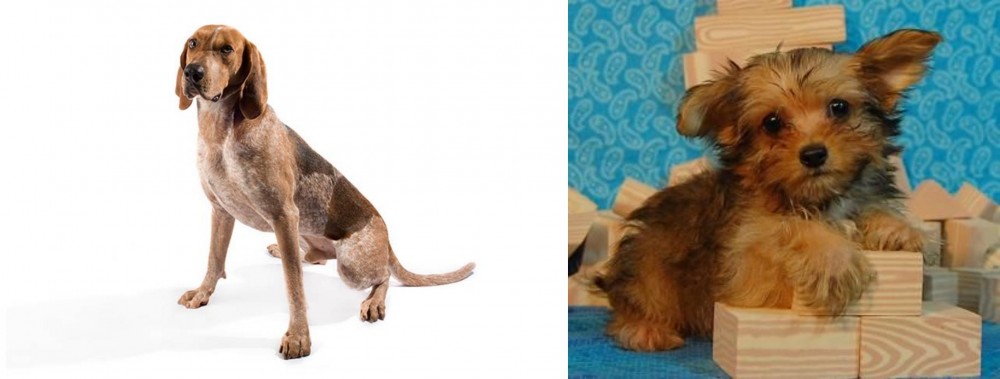 Yorkillon vs English Coonhound - Breed Comparison